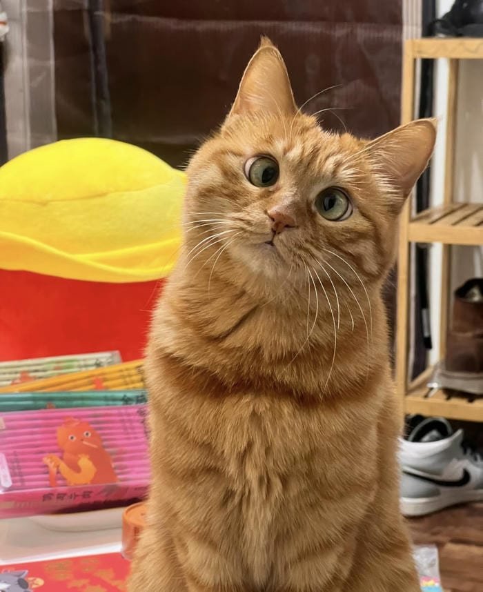 hình ảnh avatar mèo vô tri dễ thương xinh