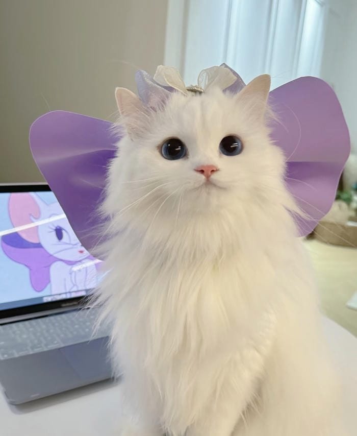 hình ảnh avatar mèo vô tri ngầu lạ