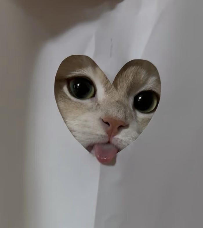 hình ảnh mèo vô tri avatar vui nhộn