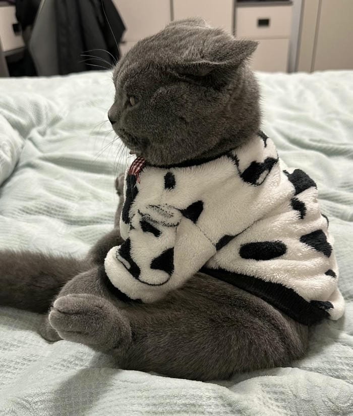 hình ảnh mèo vô tri kiểu avatar lạ