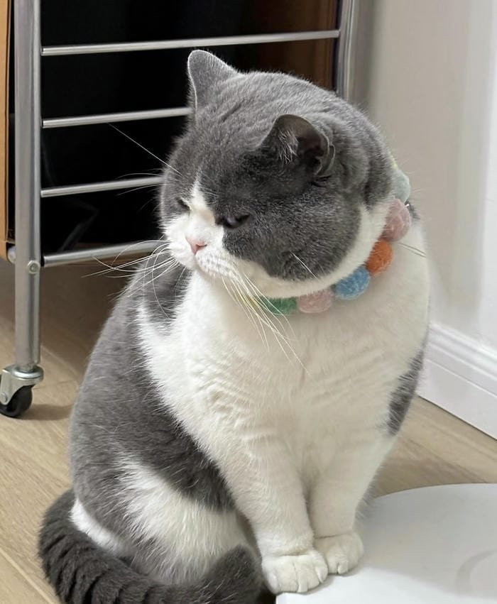 hình ảnh về avatar mèo vô tri ngộ nghĩnh