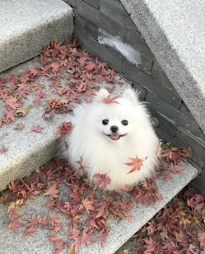 hình avatar cute anime