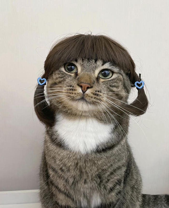 hình avatar mèo vô tri độc đáo sáng tạo