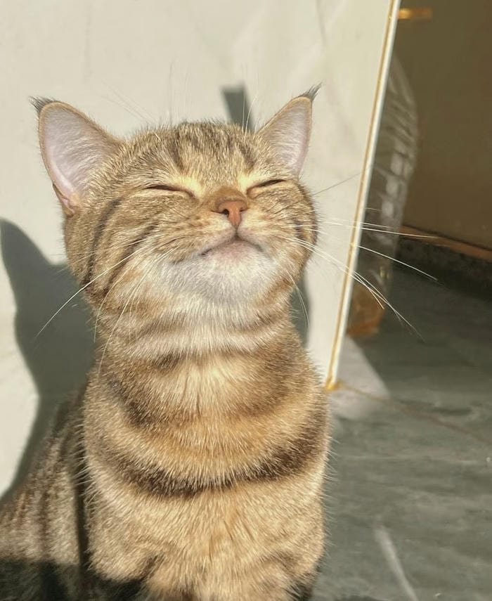 hình avatar mèo vô tri lạ mắt