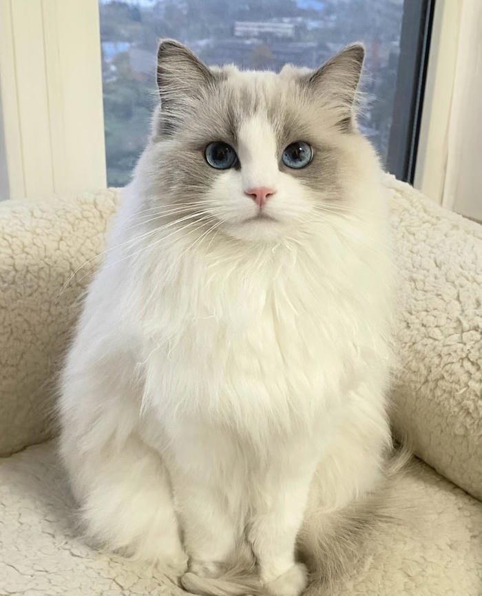 hình avatar mèo vô tri sáng tạo