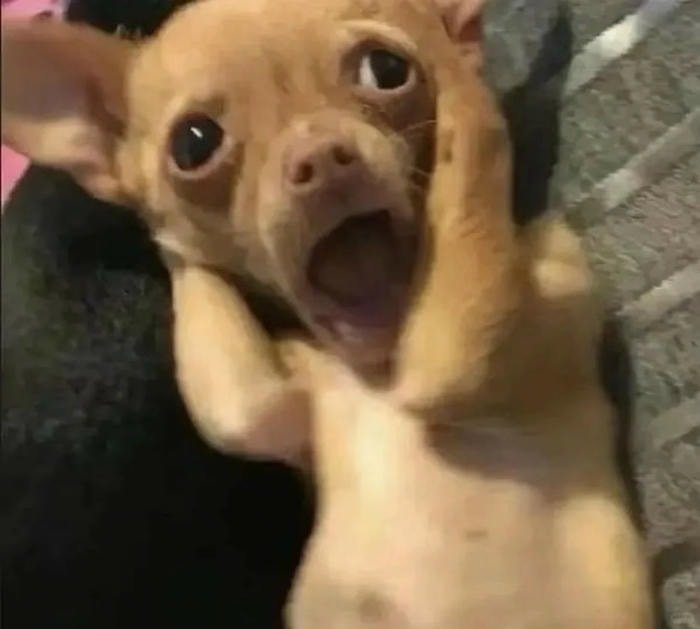 hình chó bựa hài