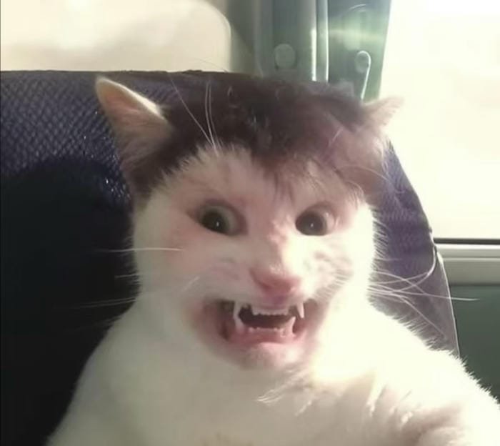 hình meme avatar cá tính