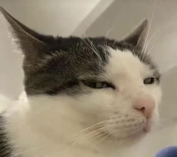 hình meme avatar cute