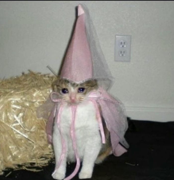 hình meme avatar dễ thương