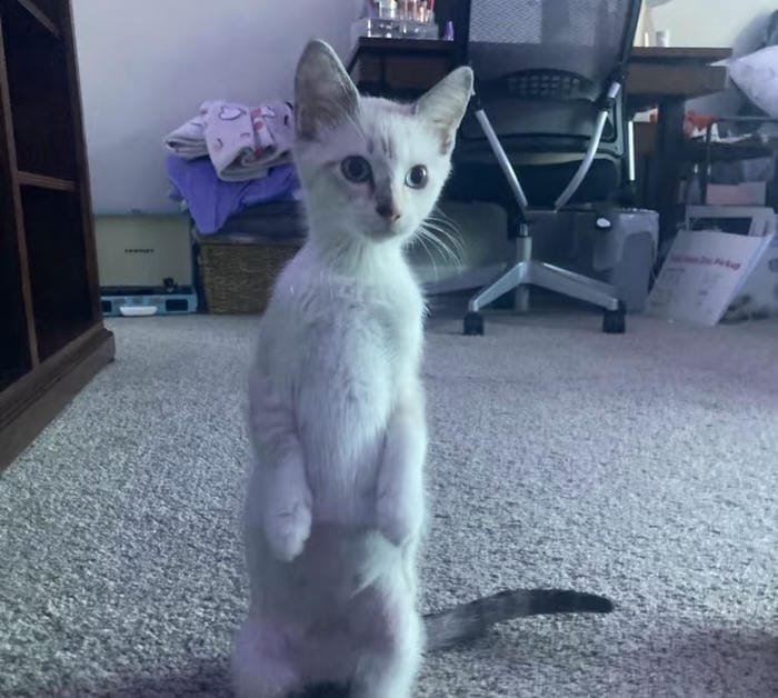 hình meme avatar nổi bật