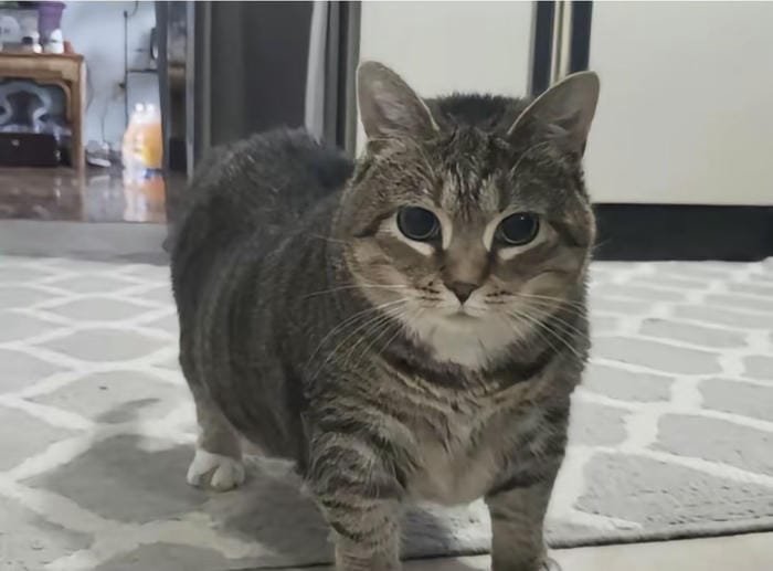 hình meme avatar trending