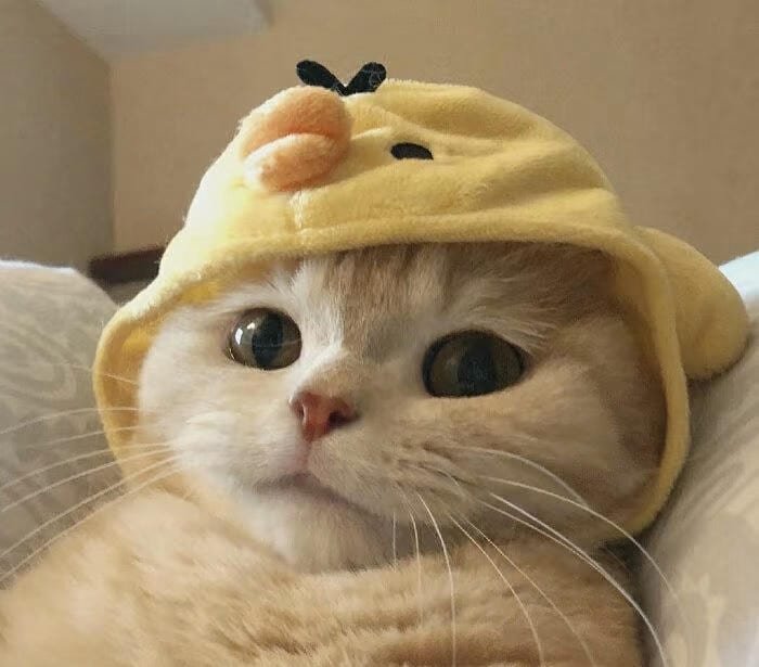 hình mèo vô tri avatar cute đáng yêu