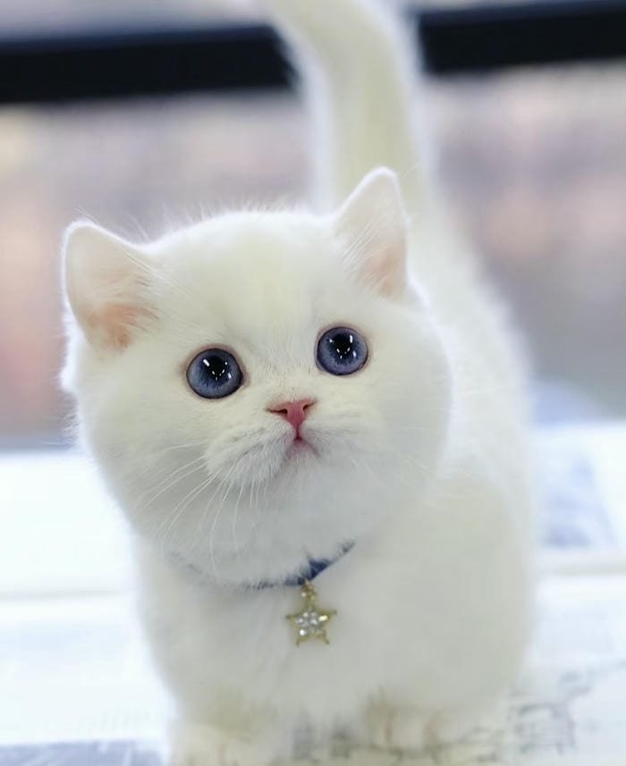 hình mèo vô tri avatar dễ thương cute