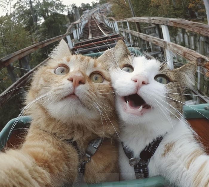 meme avatar biểu cảm mạnh