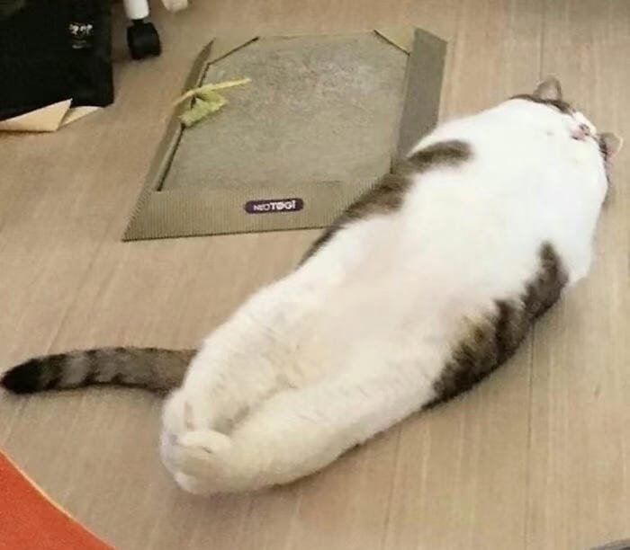 meme avatar vui tính