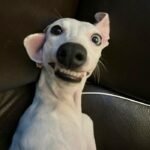 meme chó biểu cảm mạnh