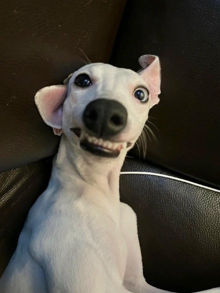 meme chó biểu cảm mạnh