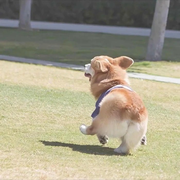 meme chó hài mặt