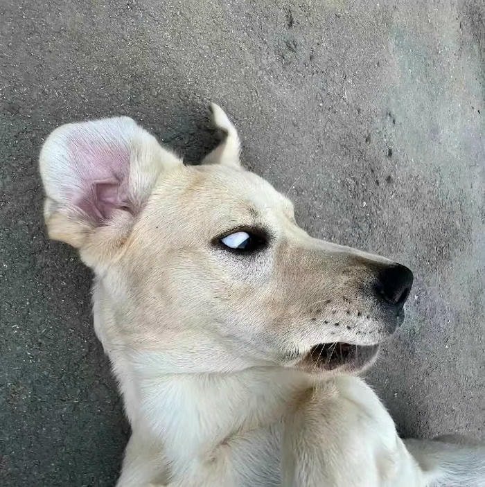 meme chó khó đỡ