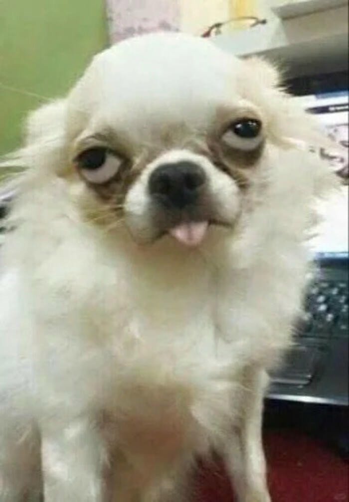 meme chó mặt đơ