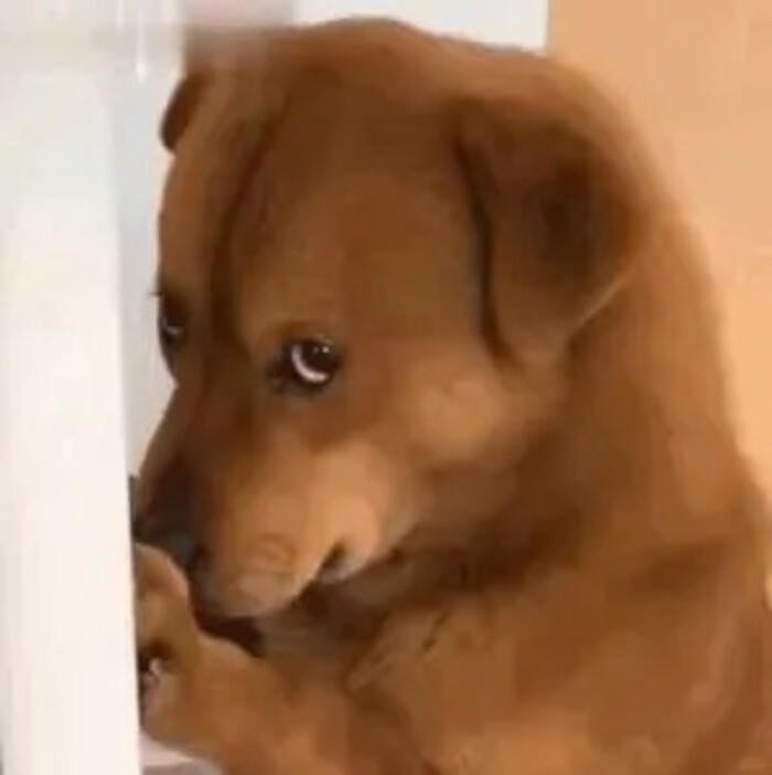 meme chó mặt hối lỗi