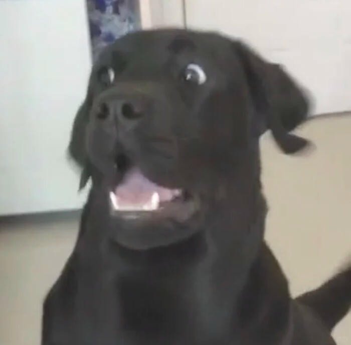 meme chó meme Việt