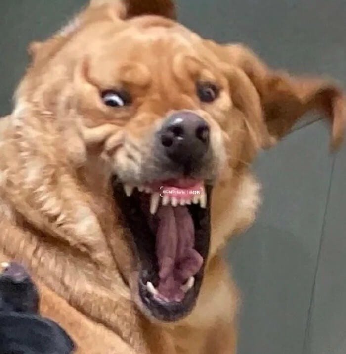 meme chó nhìn camera