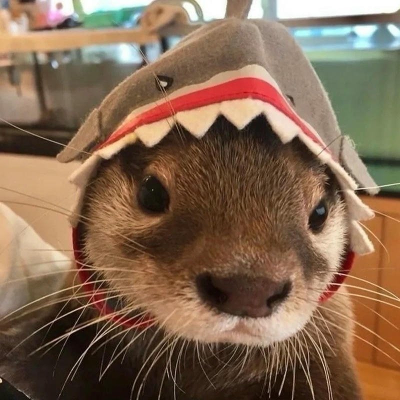 Ảnh avatar rái cá gương mặt vô tri hài hước