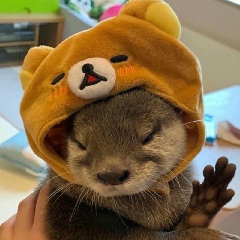 Avatar chú rái cá phong cách vô tri hài hước