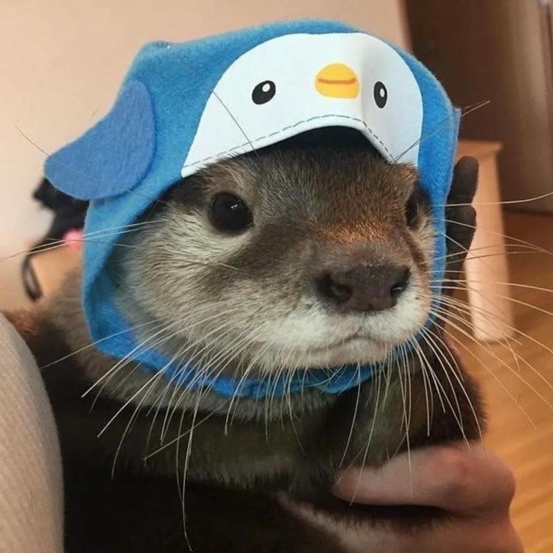 Avatar rái cá nét mặt vô tri khá buồn cười