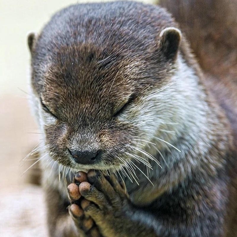 Avatar rái cá vô tri biểu cảm ngây ngô nhìn rất thú vị