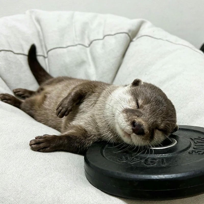 Avatar rái cá vô tri hình ảnh ngộ nghĩnh đầy sức hút