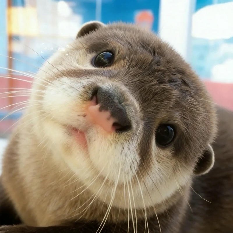 Avatar rái cá vô tri nét mặt vô cảm nhìn khá đáng yêu