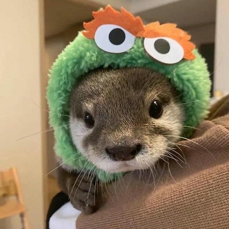 Hình đại diện rái cá nét mặt vô tri hài